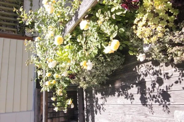 Garden.jpg